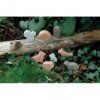 JJB  Yellow Door Animaux des bois Sensoriels